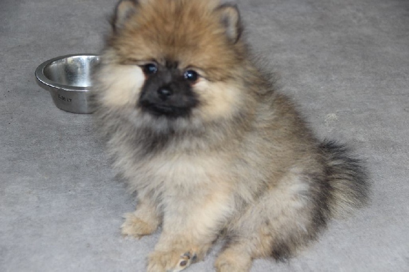 Chiot Spitz allemand De Le Vallée Des Nuits étoilées